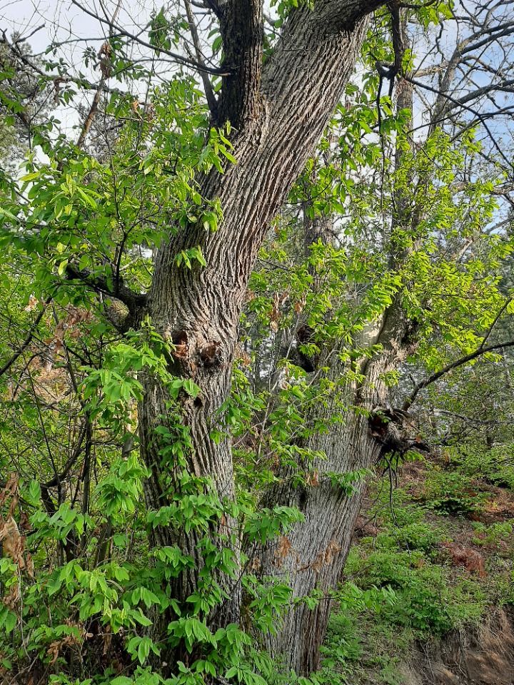 Castanea sativa