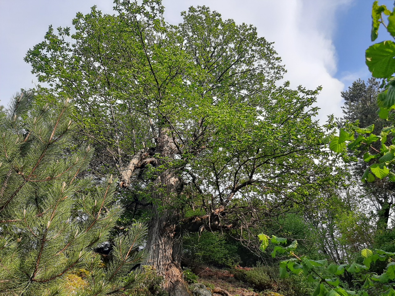 Castanea sativa