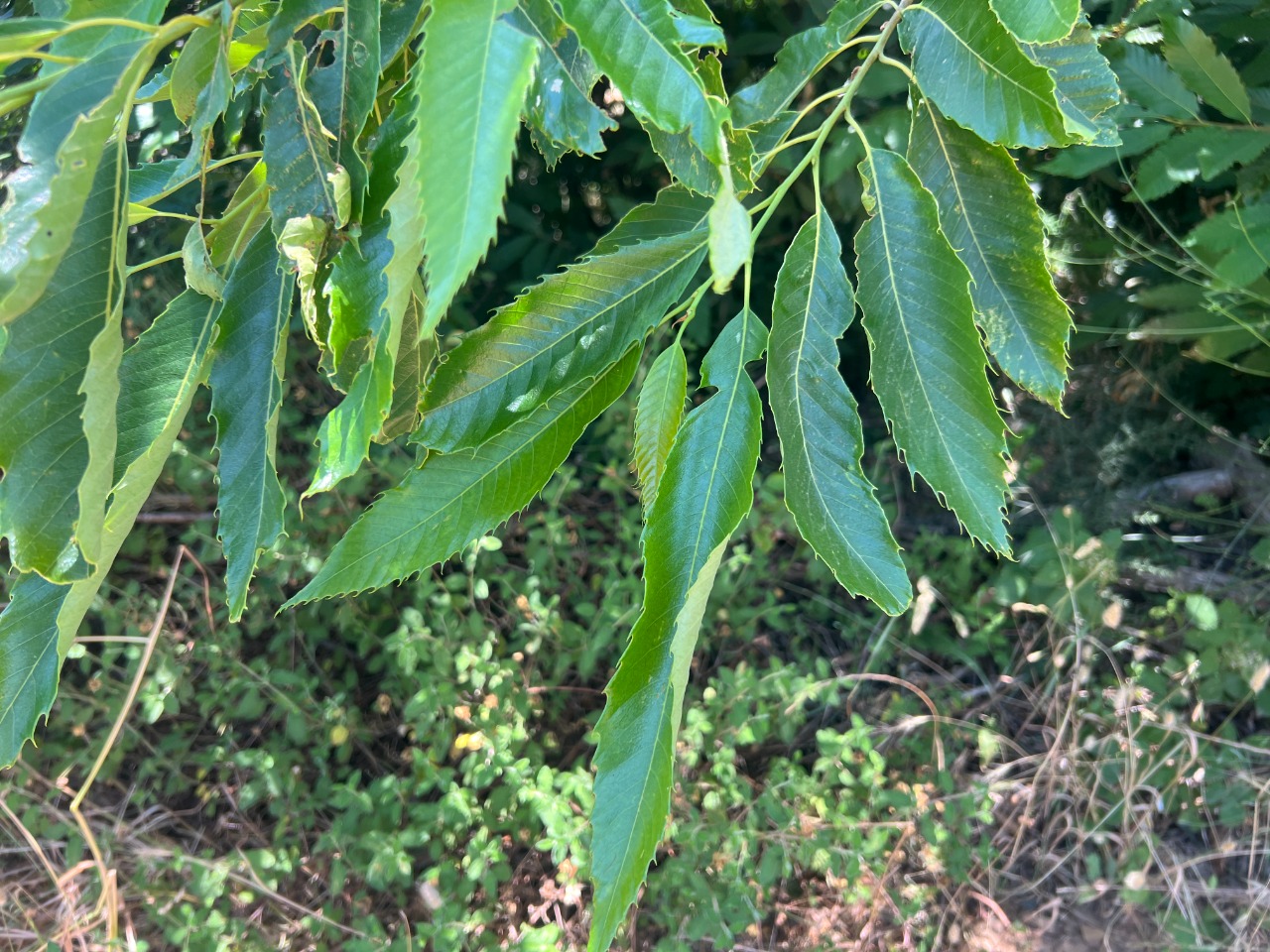 Castanea sativa