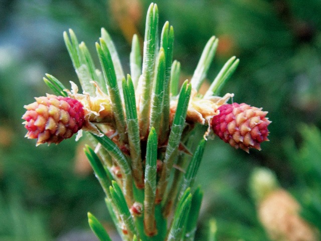 Pinus sylvestris