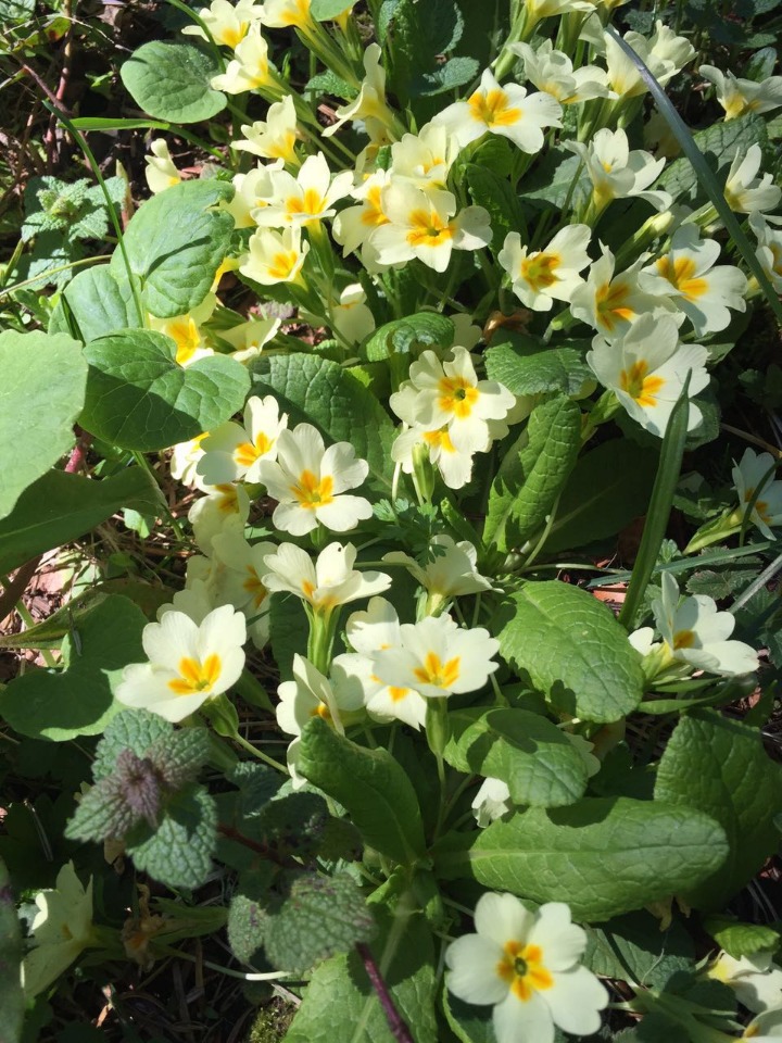 Primula acaulis