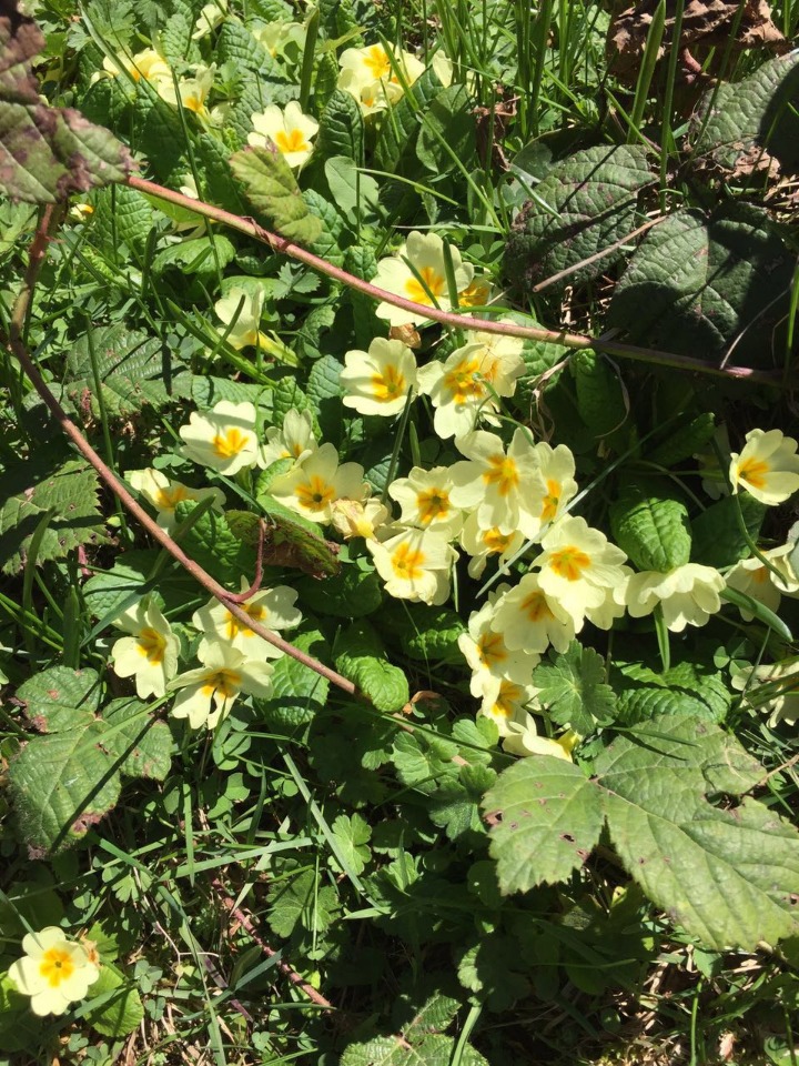 Primula acaulis