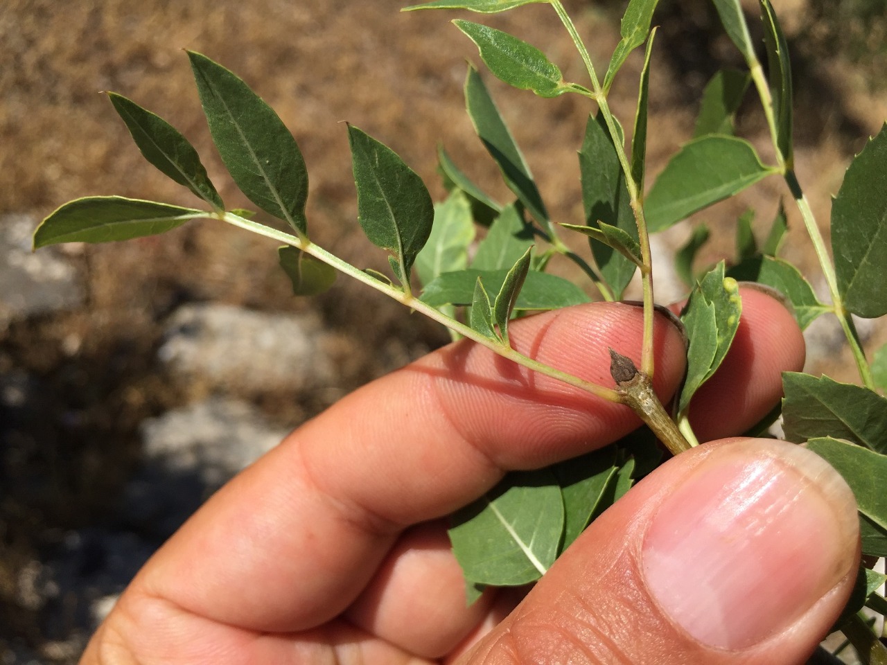 Fraxinus angustifolia