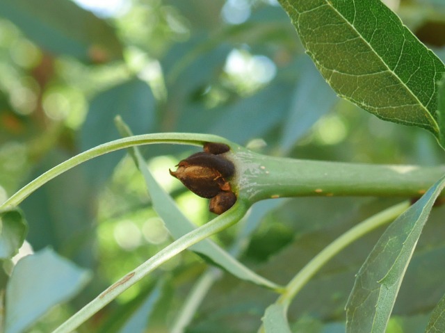 Fraxinus angustifolia