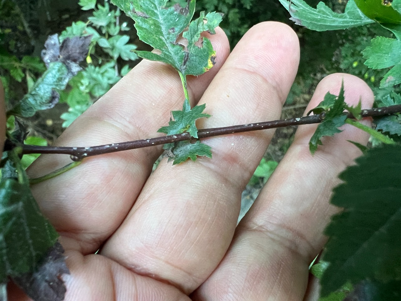 Crataegus rhipidophylla