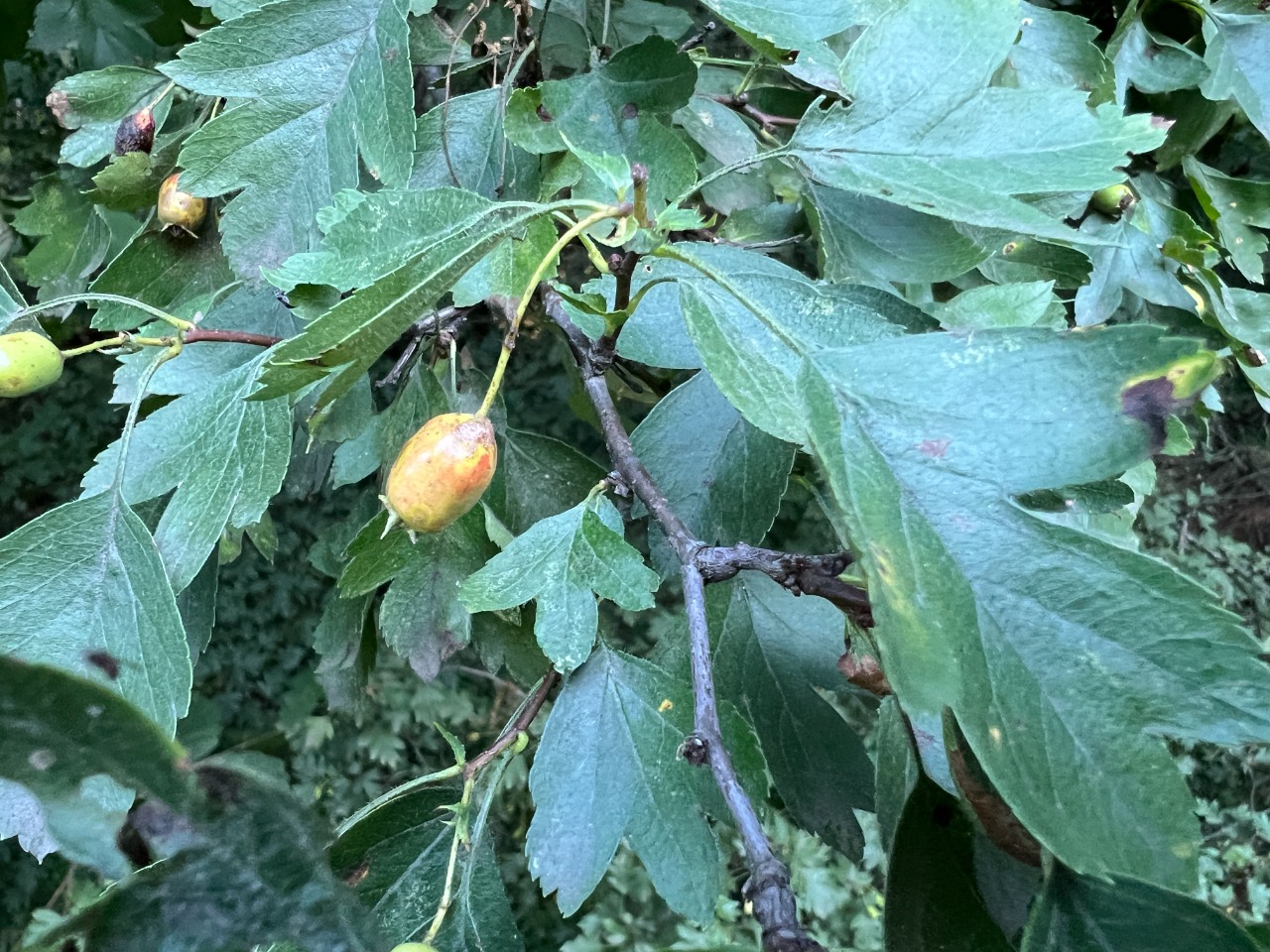 Crataegus rhipidophylla