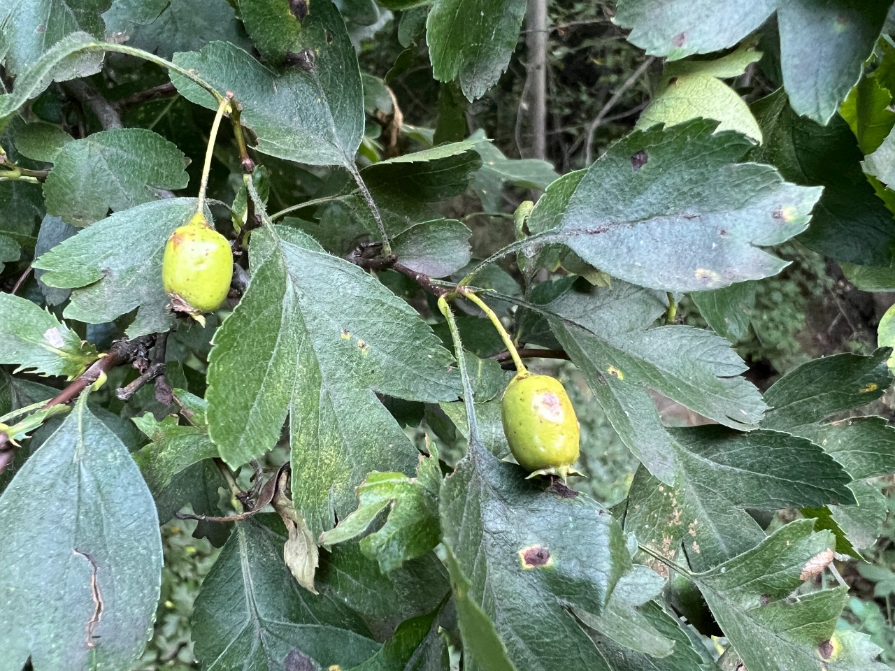 Crataegus rhipidophylla