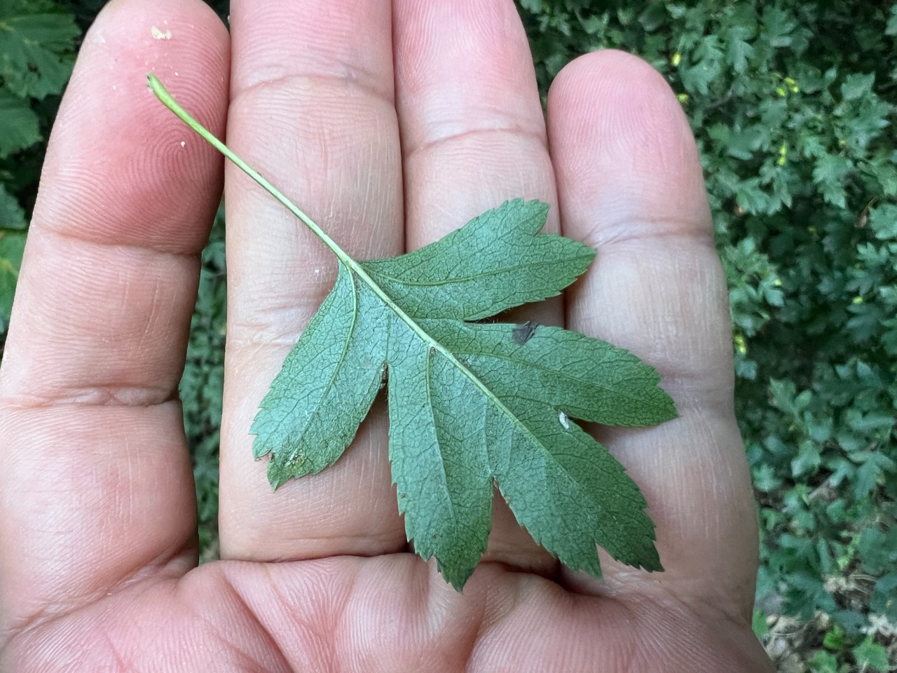 Crataegus rhipidophylla