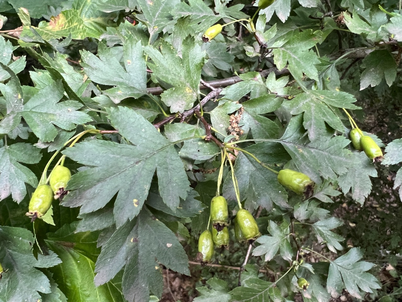 Crataegus rhipidophylla