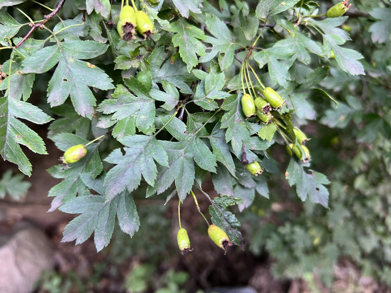 Crataegus rhipidophylla