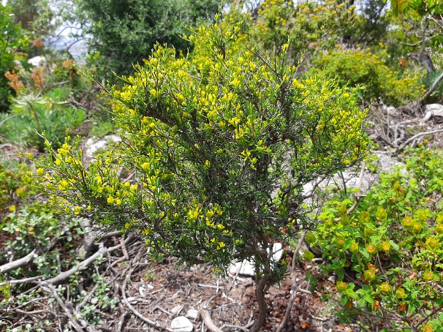 Jasminum fruticans