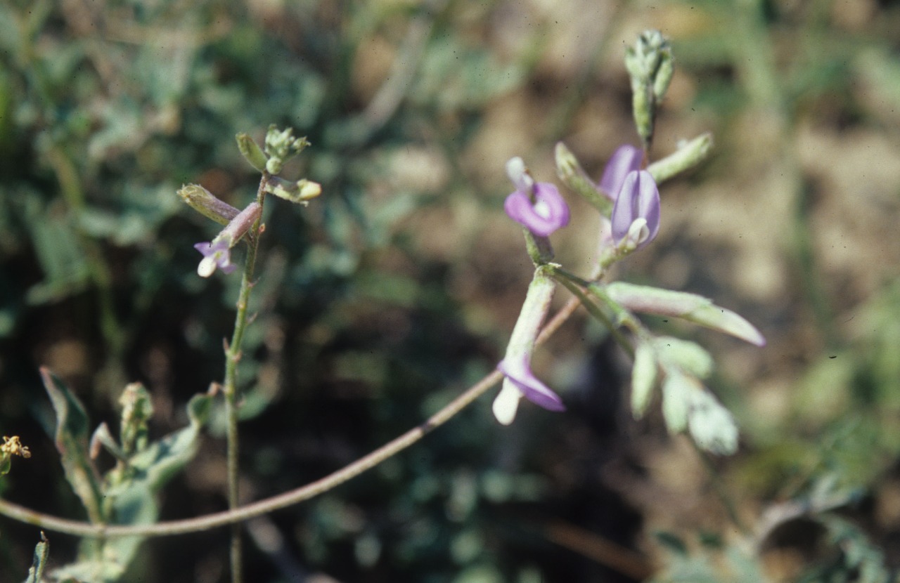 Astragalus beypazaricus