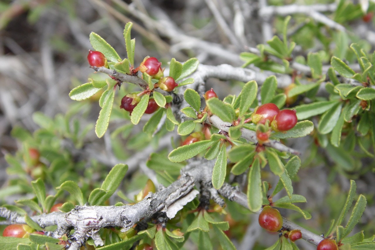 Rhamnus thymifolia