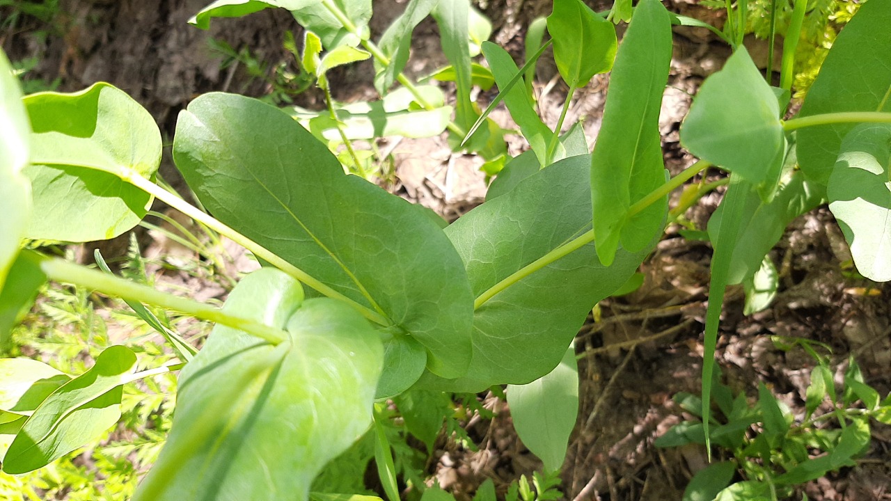 Cerinthe minor