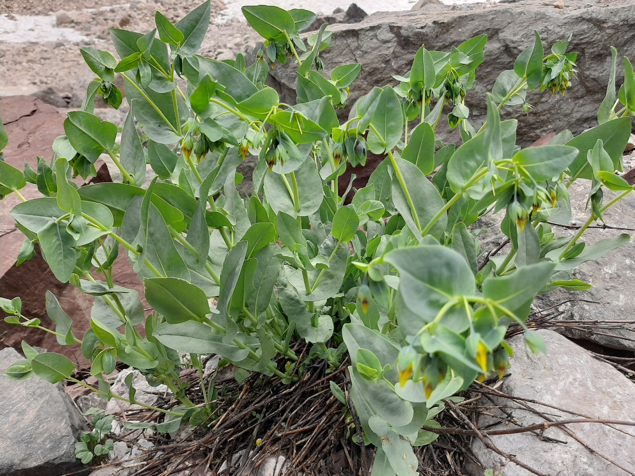 Cerinthe minor