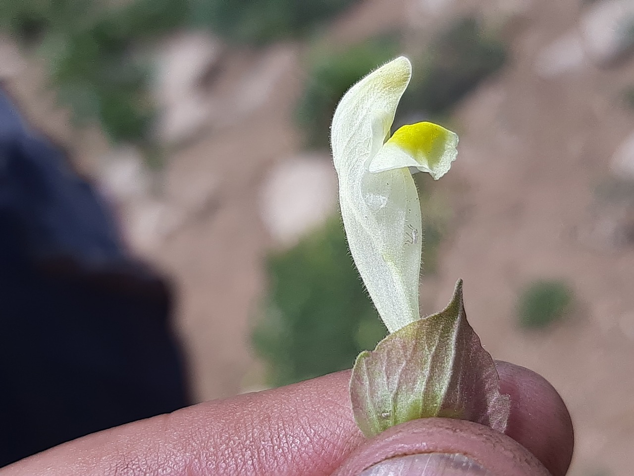 Scutellaria orientalis