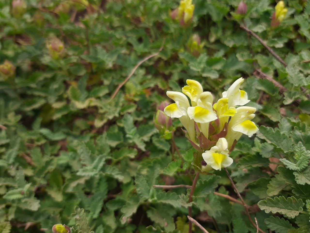 Scutellaria orientalis