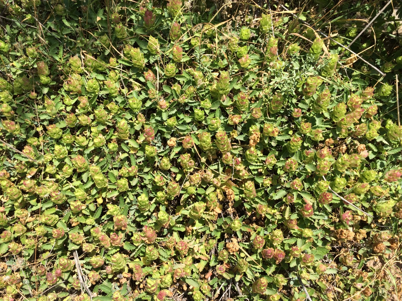 Scutellaria orientalis