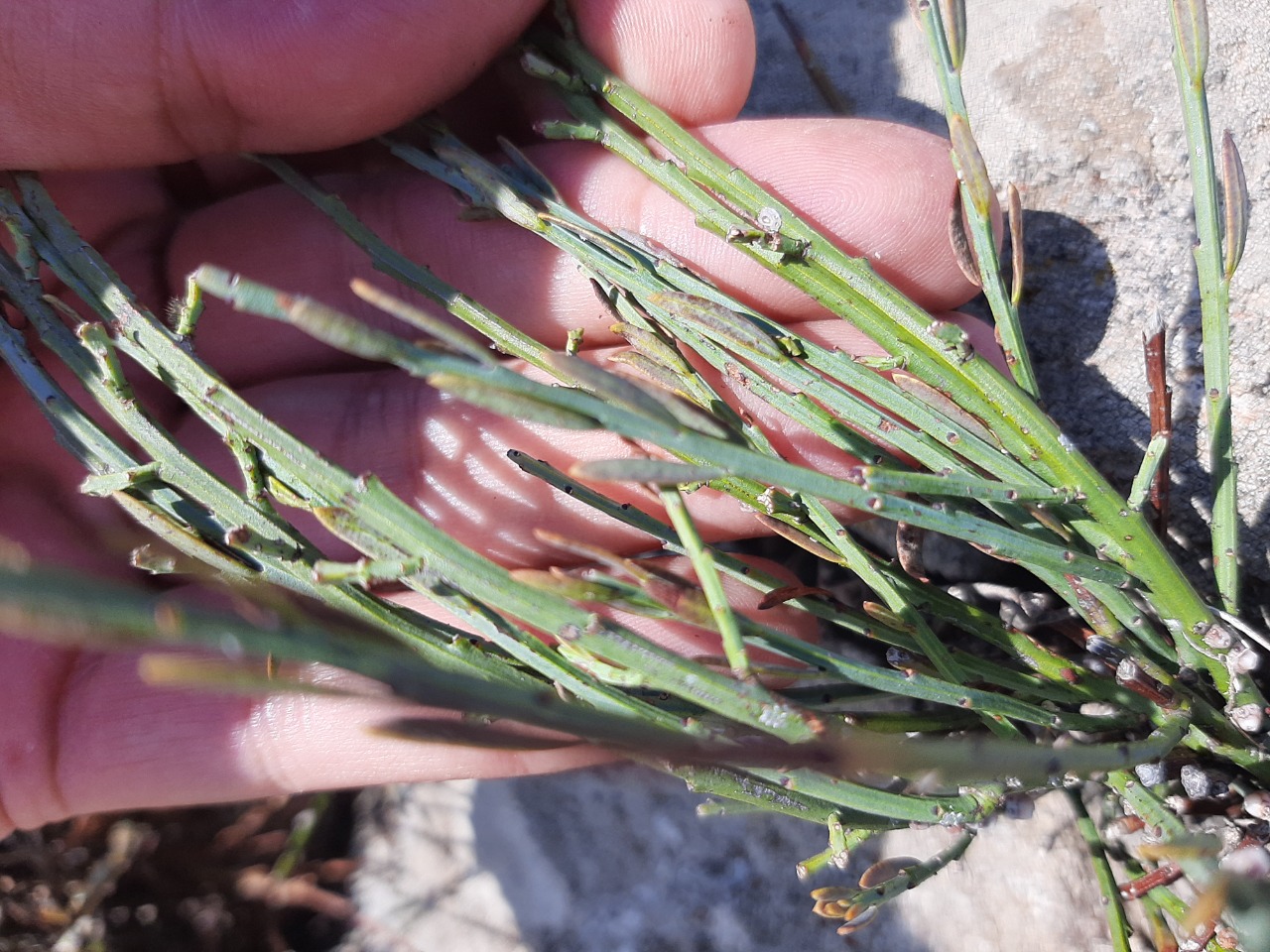 Ephedra major