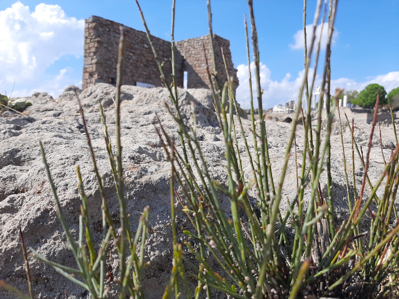 Ephedra major