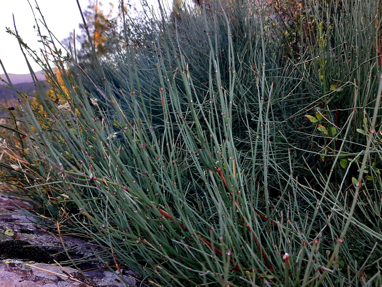 Ephedra major