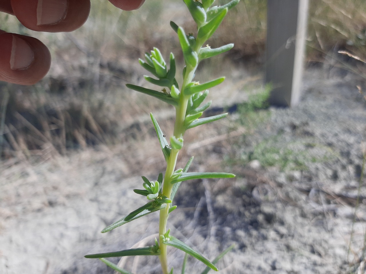 Salsola grandis