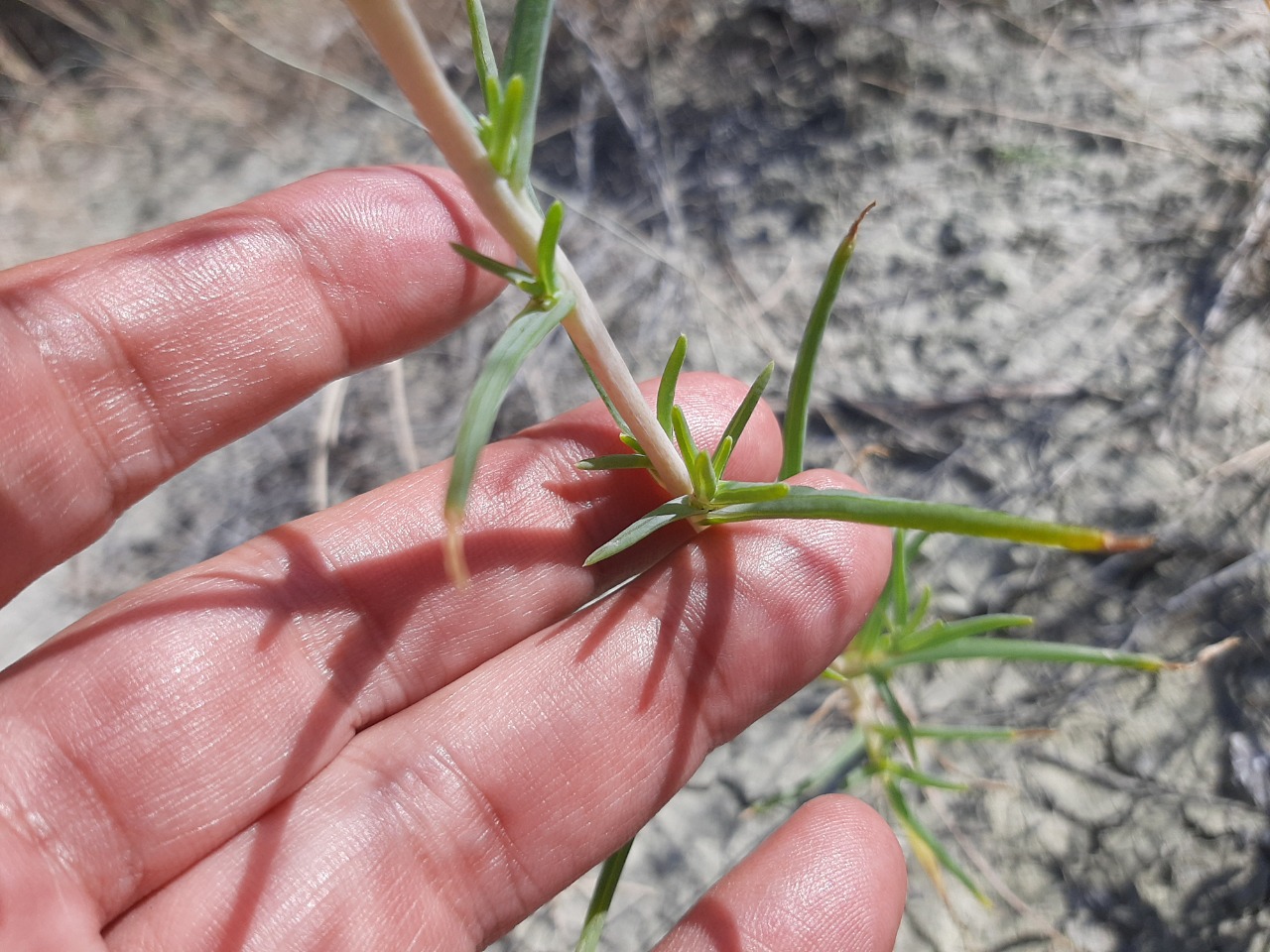 Salsola grandis