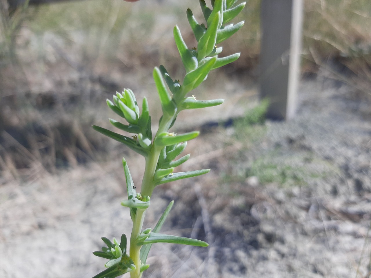 Salsola grandis