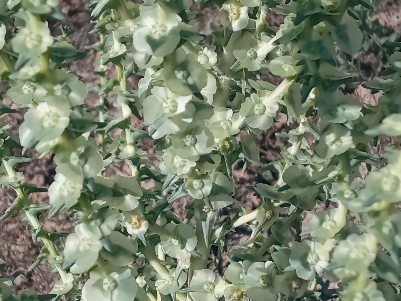 Salsola grandis