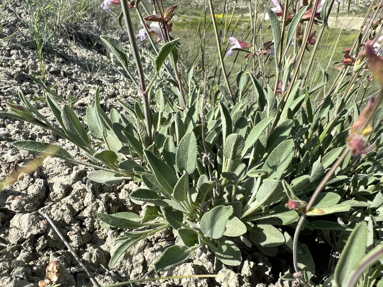 Salvia aytachii