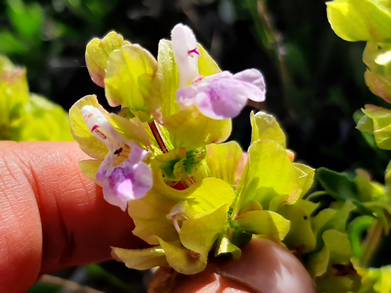 Salvia absconditiflora