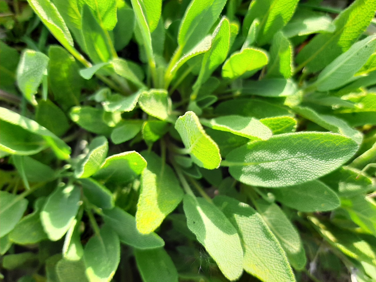 Salvia absconditiflora