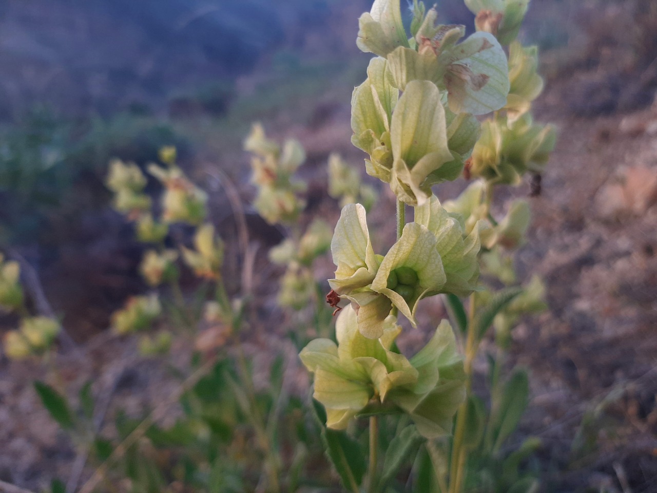 Salvia absconditiflora