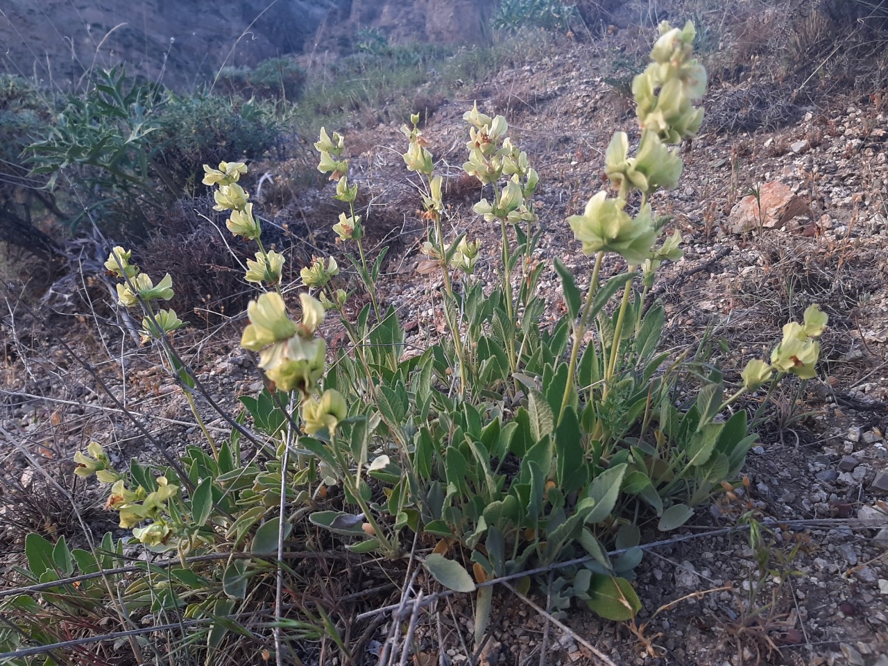 Salvia absconditiflora