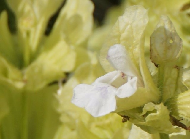 Salvia absconditiflora
