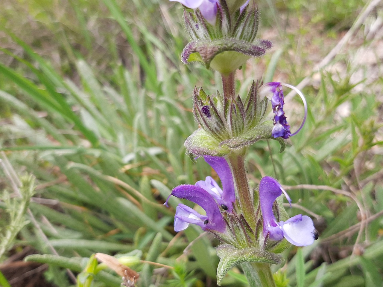 Salvia hypargeia