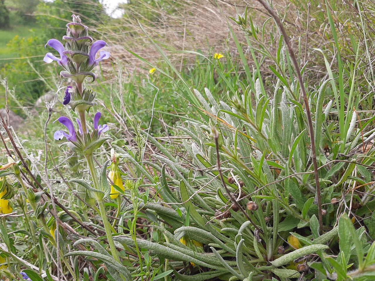 Salvia hypargeia