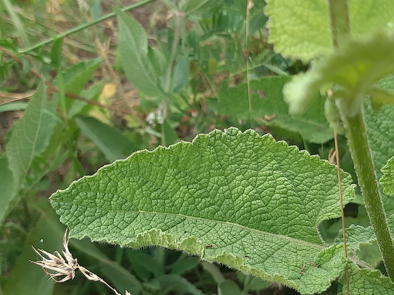 Salvia verticillata