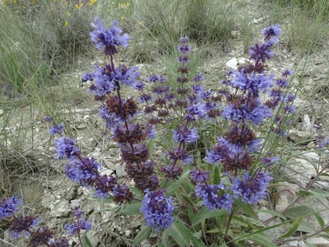 Salvia verticillata