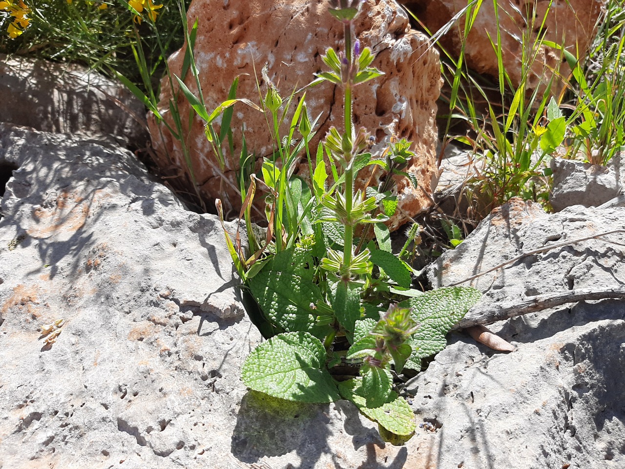 Salvia viridis 