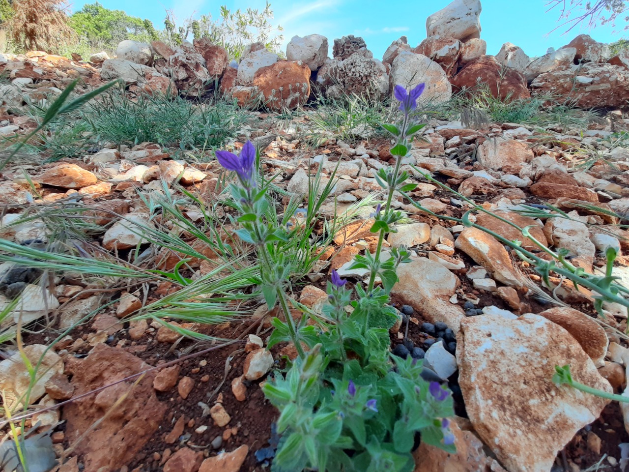 Salvia viridis 