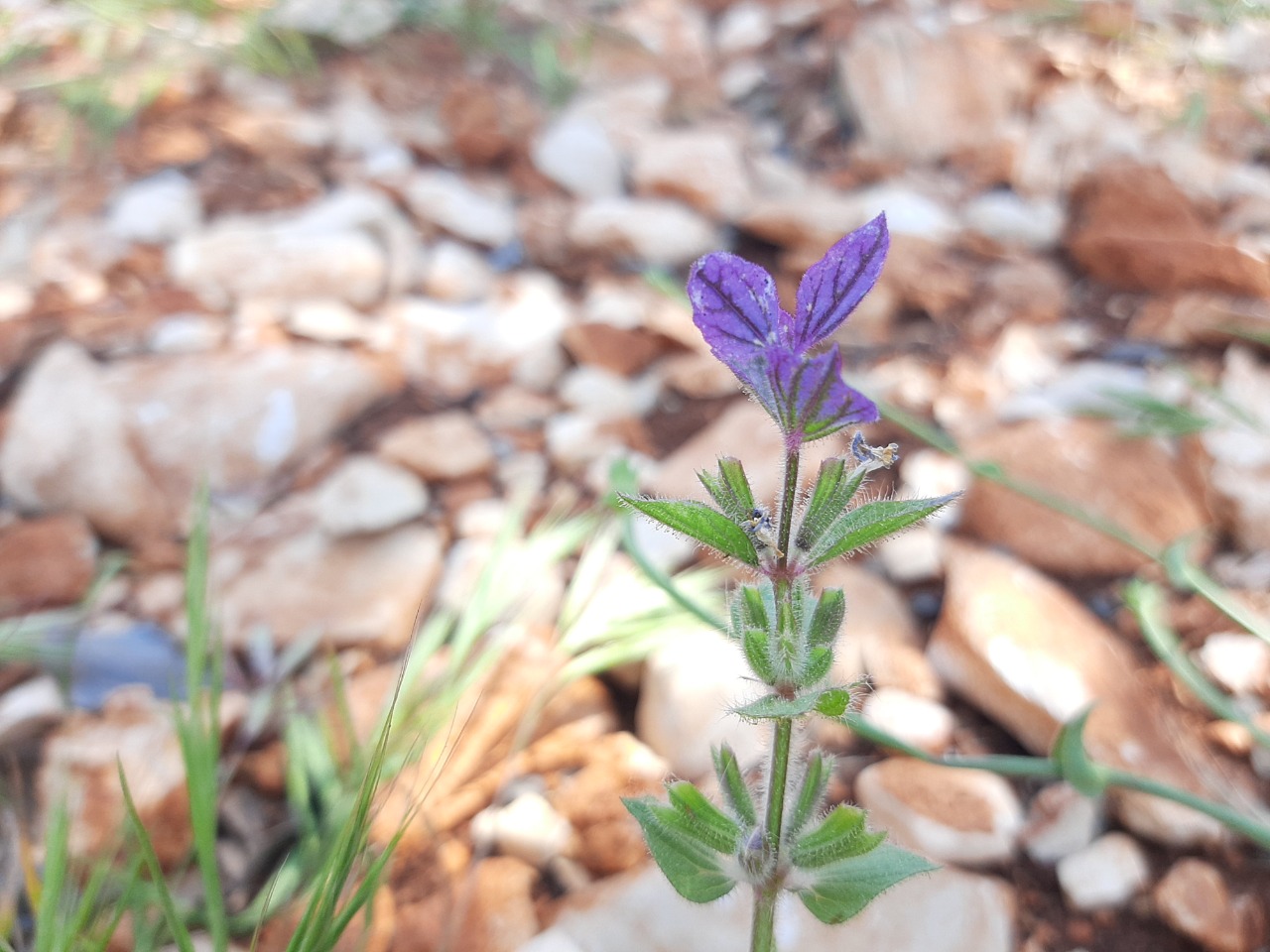 Salvia viridis 