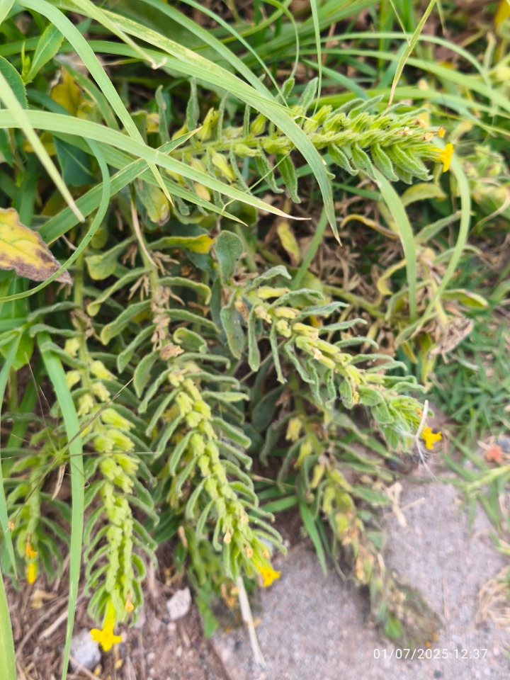 Alkanna orientalis