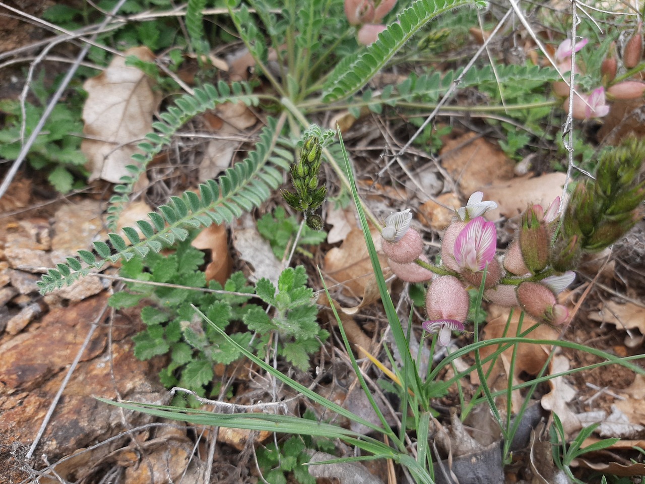 Astragalus anthylloides