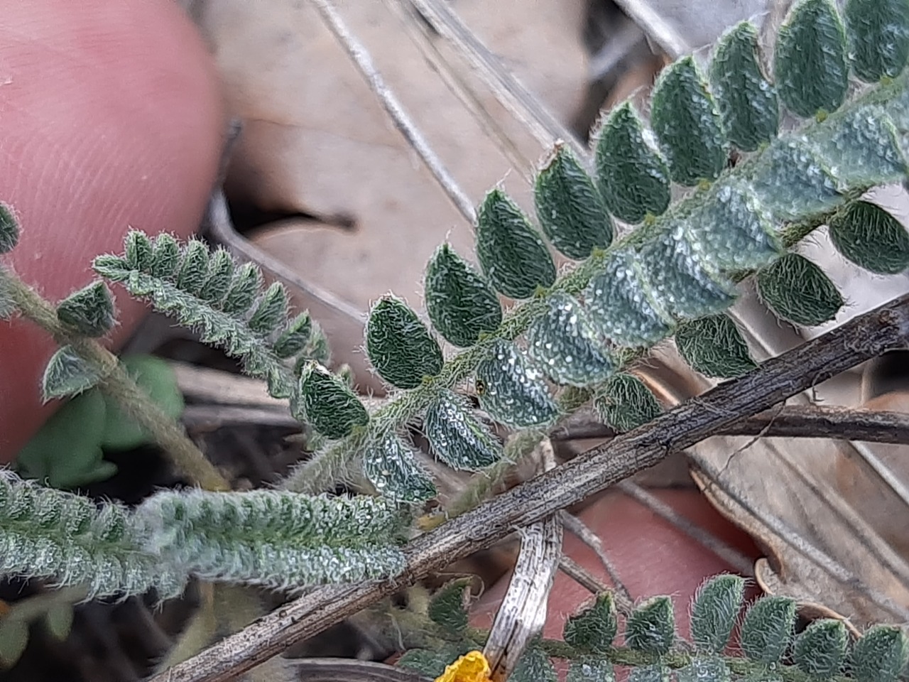 Astragalus anthylloides