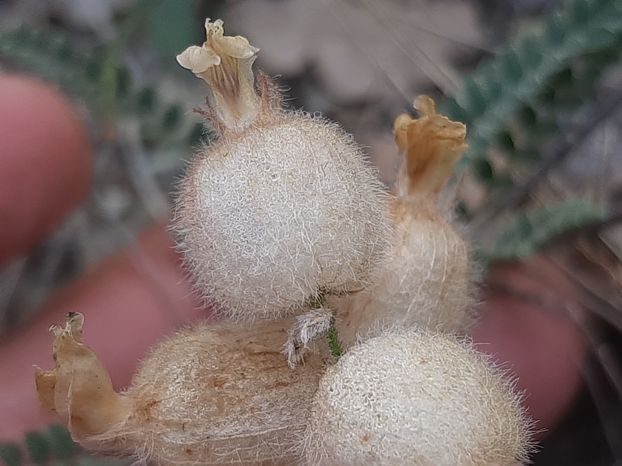 Astragalus anthylloides