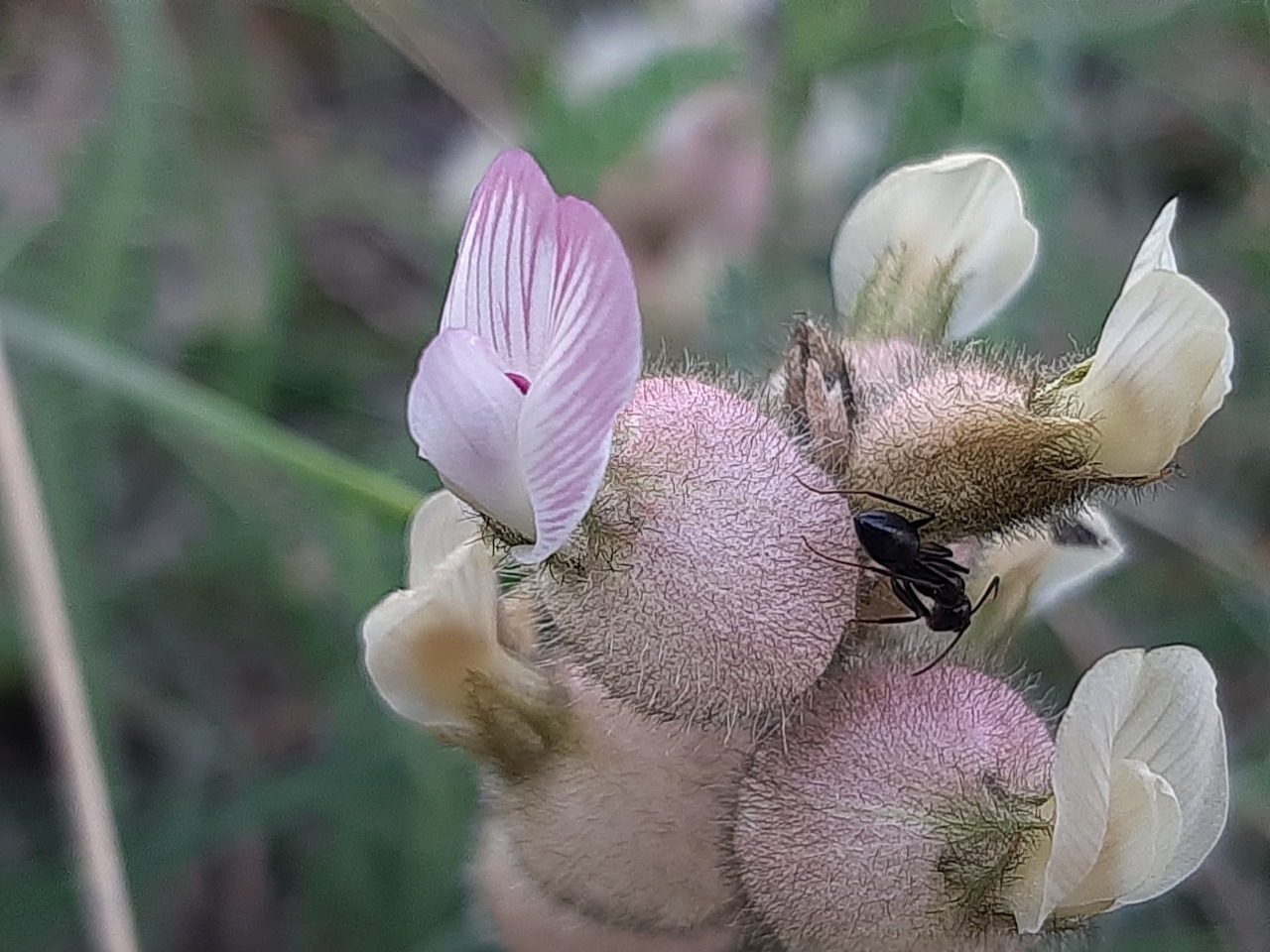 Astragalus anthylloides