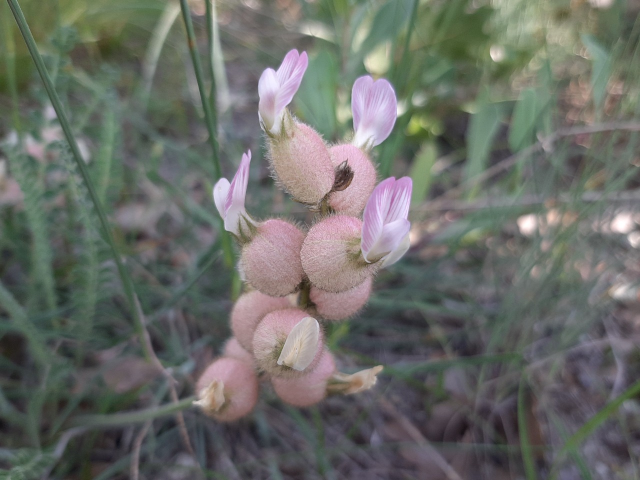 Astragalus anthylloides