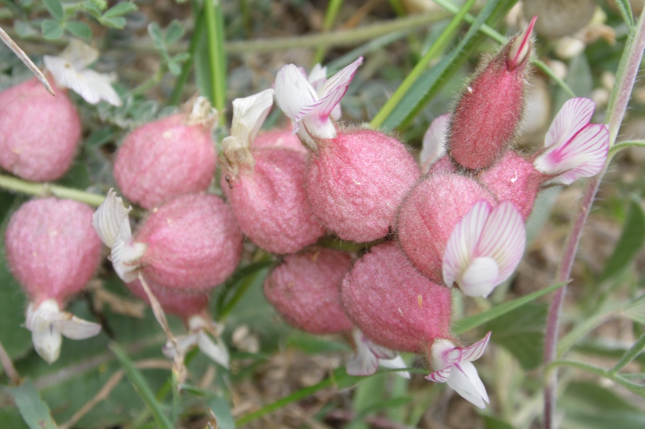 Astragalus anthylloides