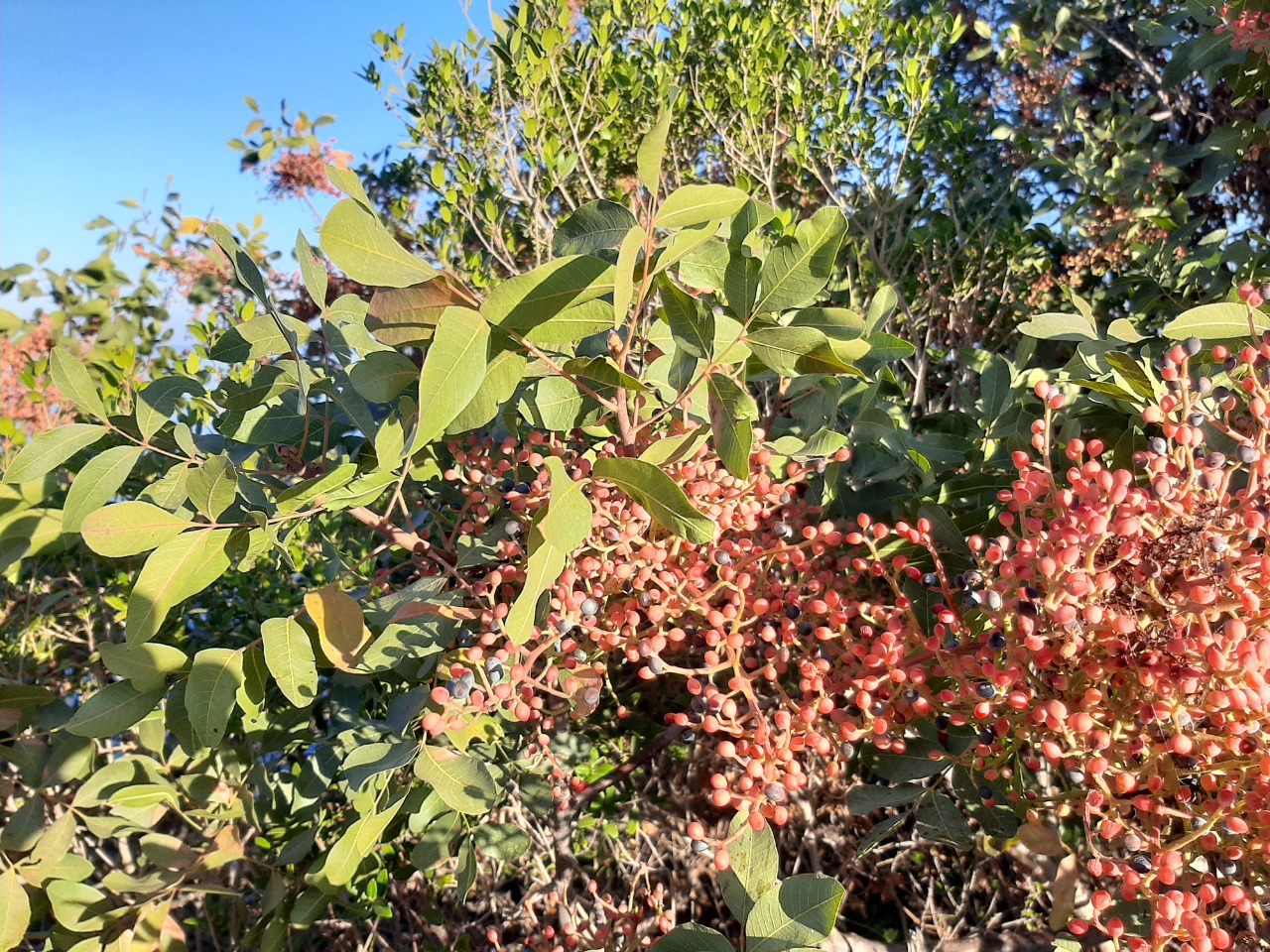 Pistacia terebinthus